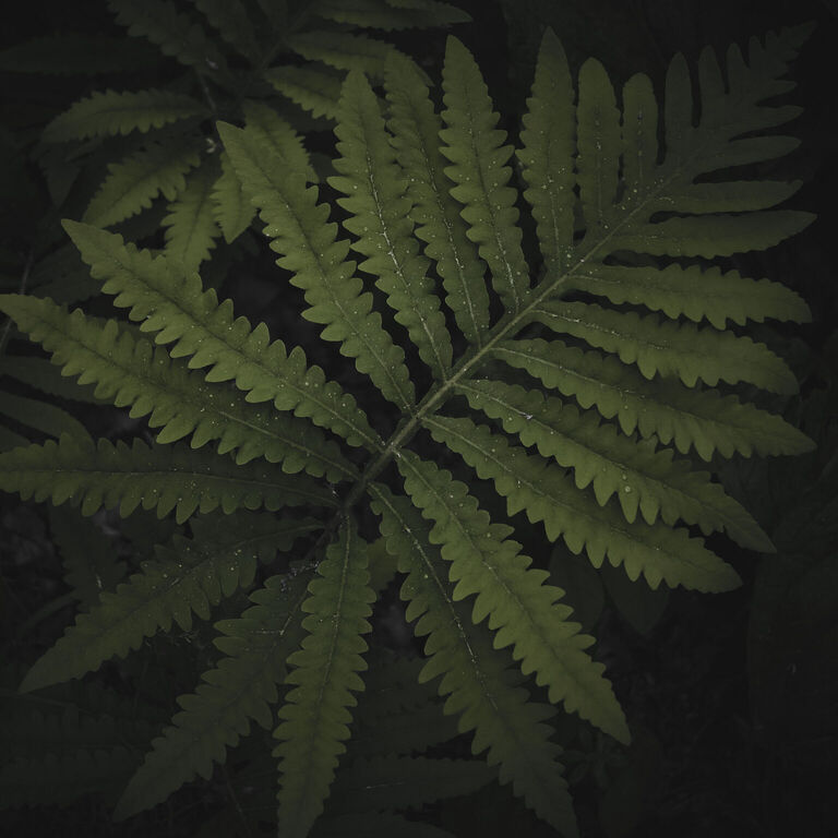 portfolio image in the nature-and-landscape category