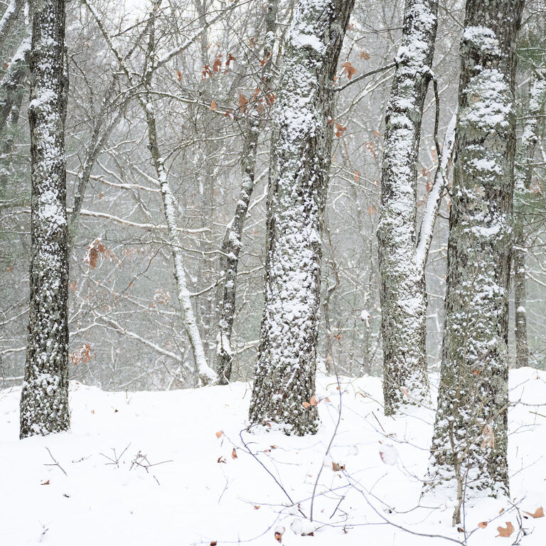 portfolio image in the nature-and-landscape category
