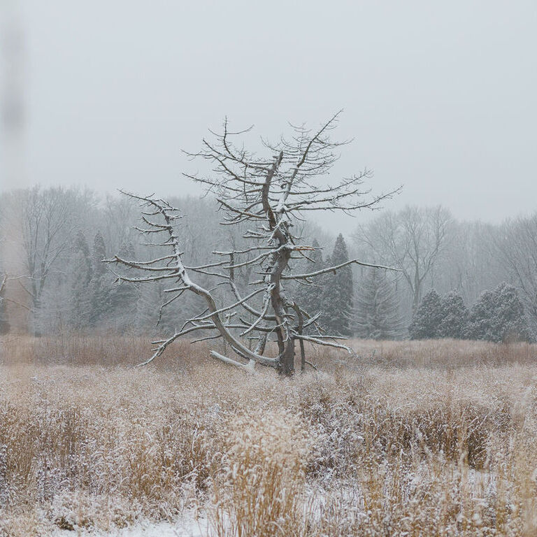 portfolio image in the nature-and-landscape category