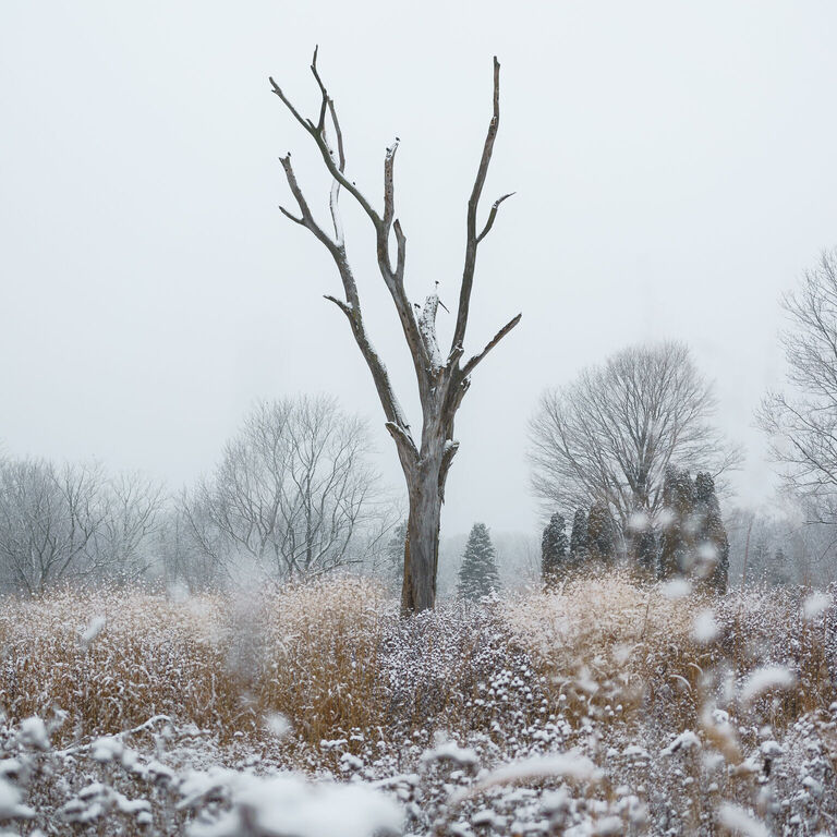 portfolio image in the nature-and-landscape category