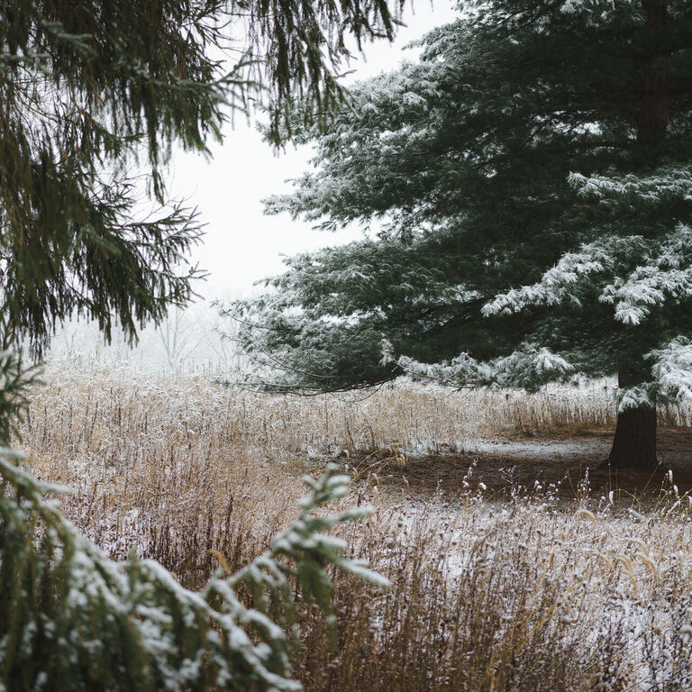 portfolio image in the nature-and-landscape category