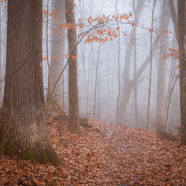 portfolio image in the nature-and-landscape category