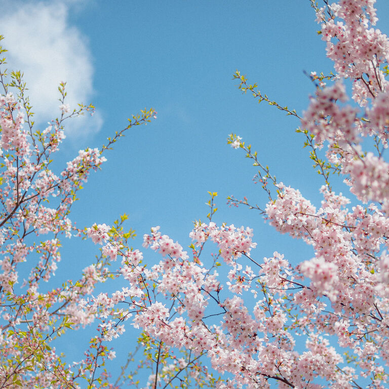 portfolio image in the nature-and-landscape category