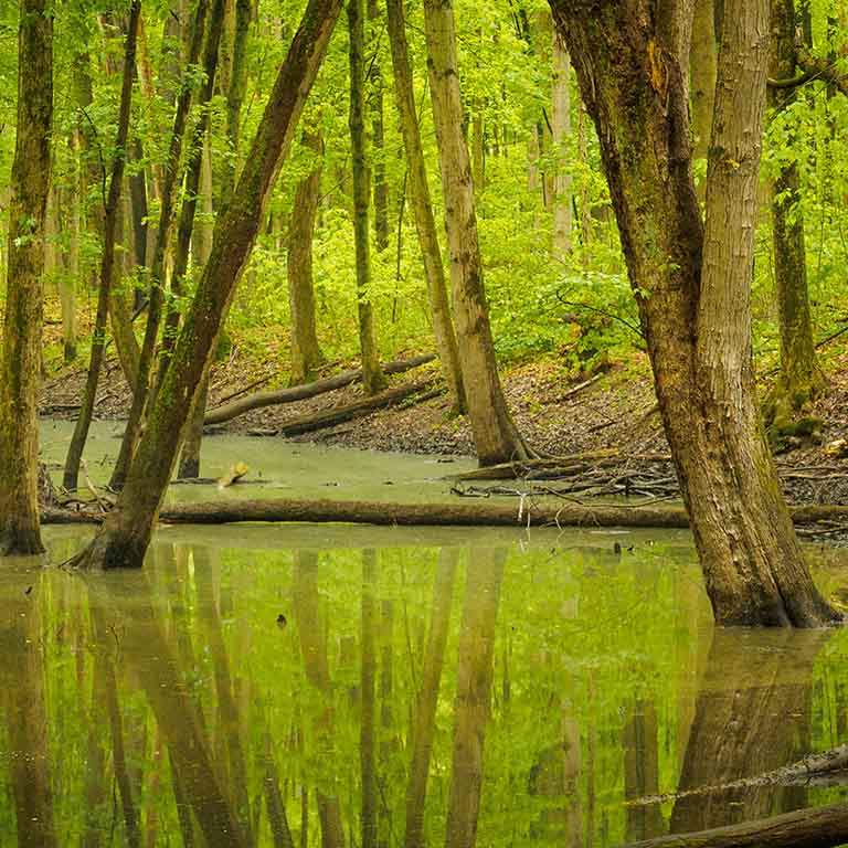 portfolio image in the nature-and-landscape category