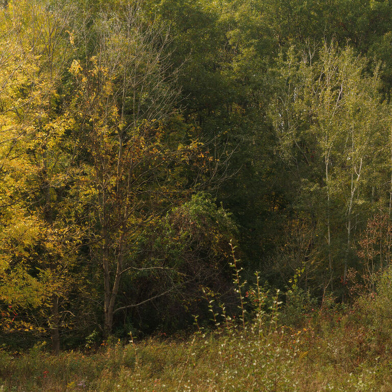 portfolio image in the nature-and-landscape category