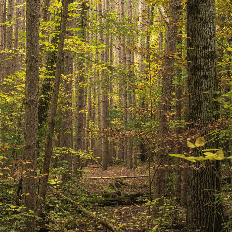portfolio image in the nature-and-landscape category