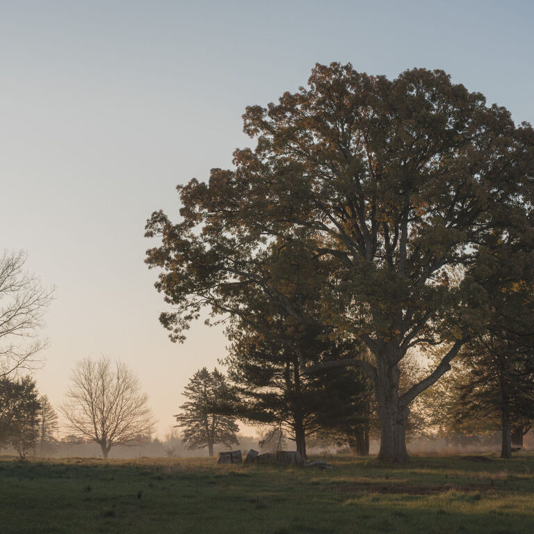 portfolio image in the nature-and-landscape category