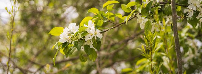 white flowers on a tree branch with a blurry background