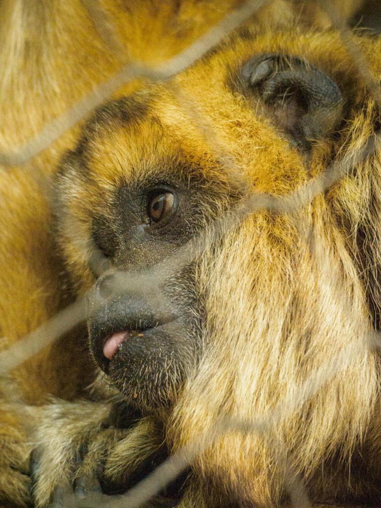 gal_john-ball-zoo 12.jpg