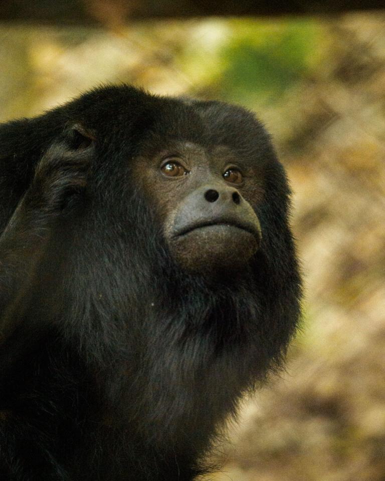 gal_john-ball-zoo 13.jpg