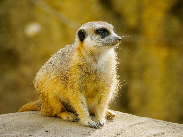 gal_john-ball-zoo 1.jpg