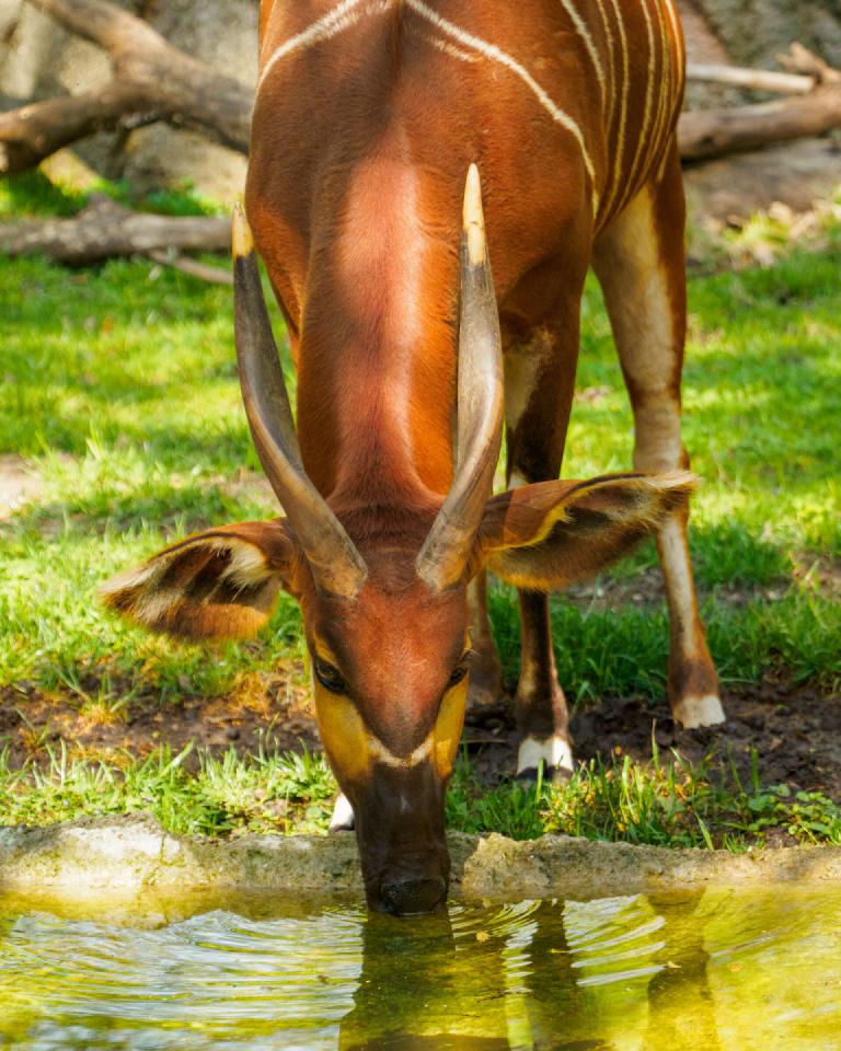 gal_john-ball-zoo 2.jpg