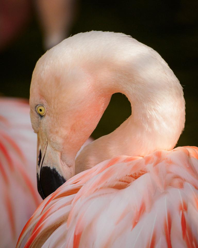 gal_john-ball-zoo 3.jpg