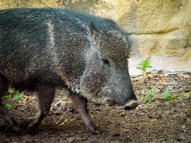 gal_john-ball-zoo 4.jpg