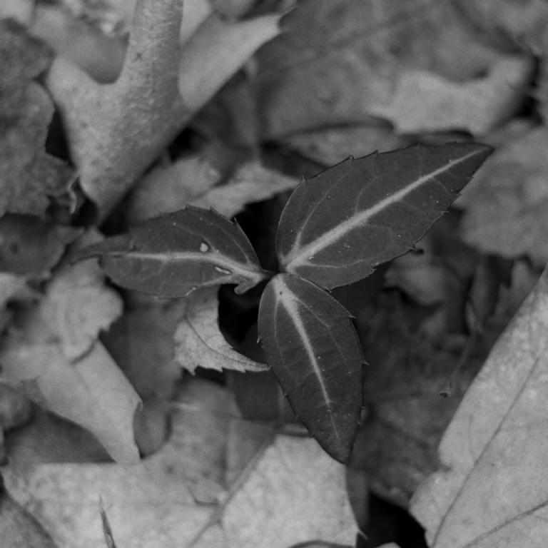 gal_monochrome-march (1).jpg