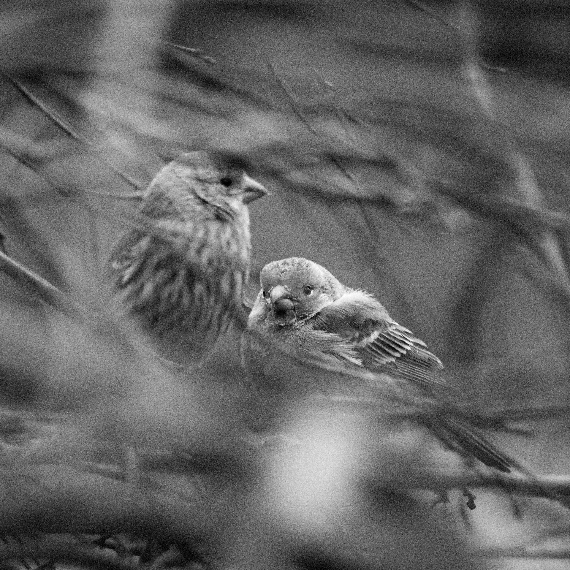 gal_monochrome-march (10).jpg