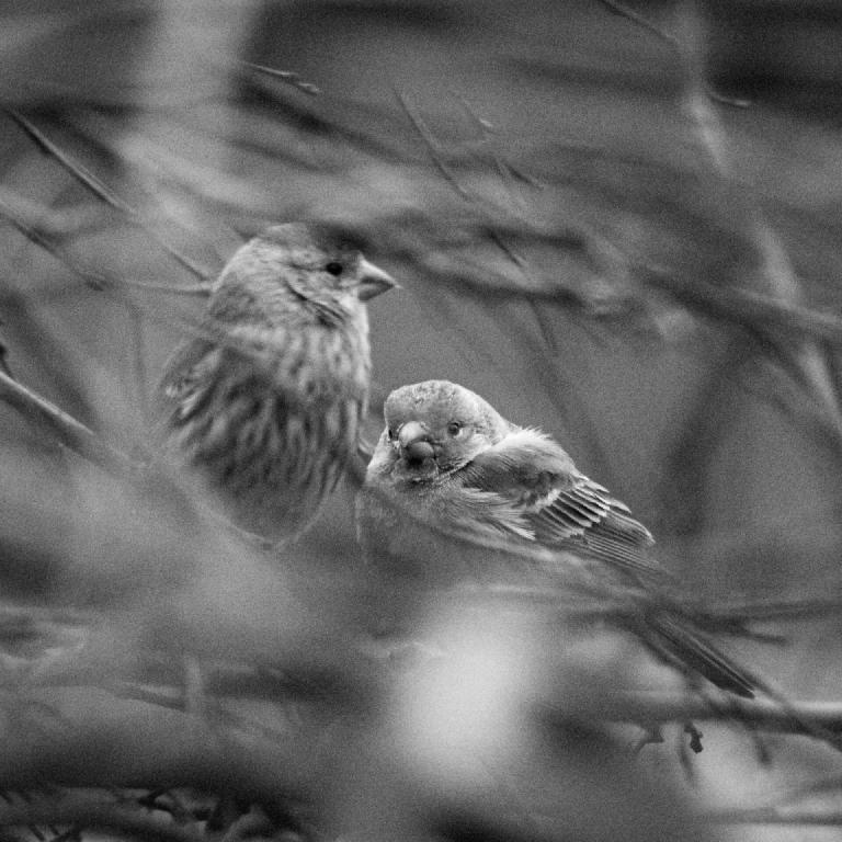 gal_monochrome-march (10).jpg