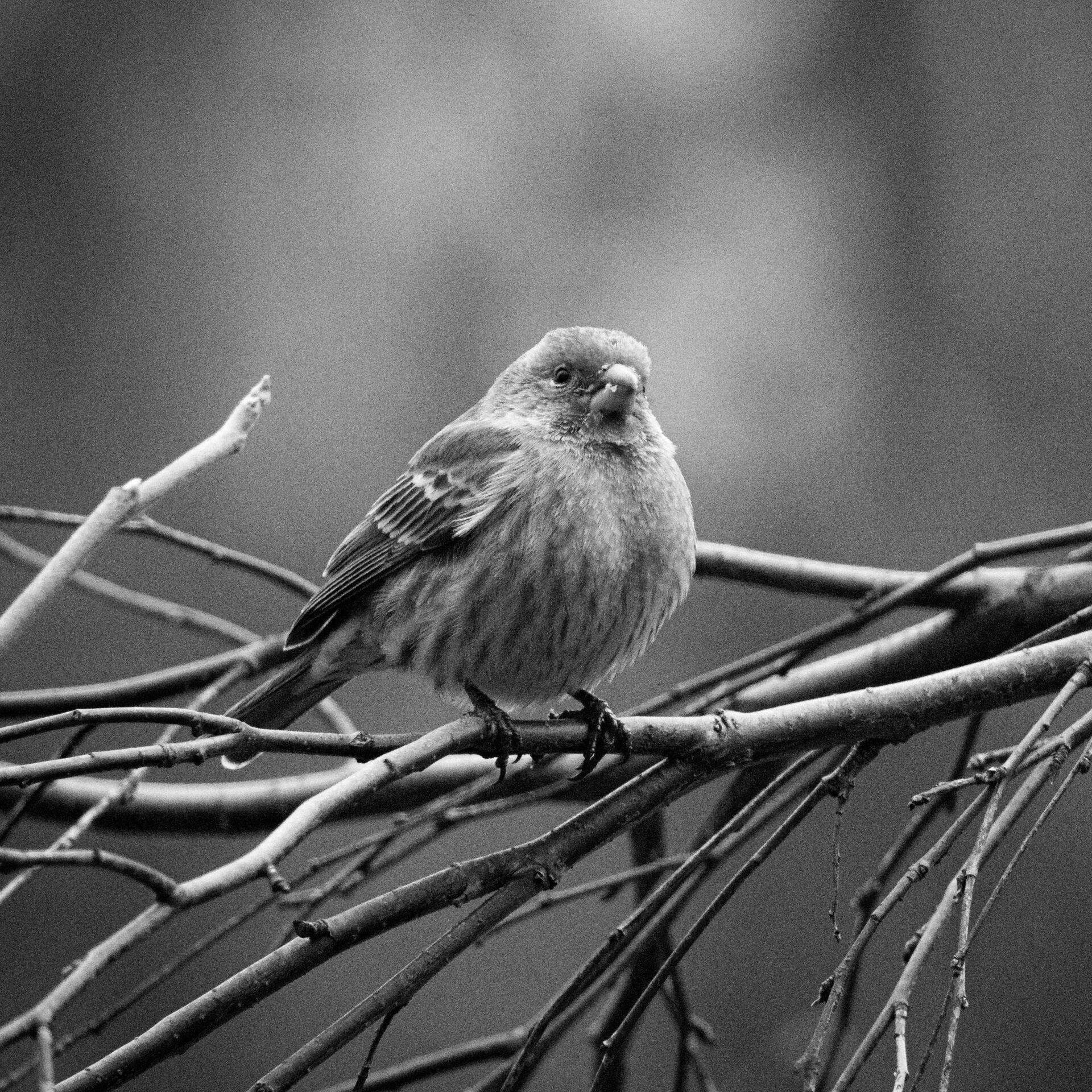 gal_monochrome-march (11).jpg