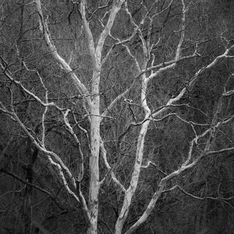 gal_monochrome-march (15).jpg