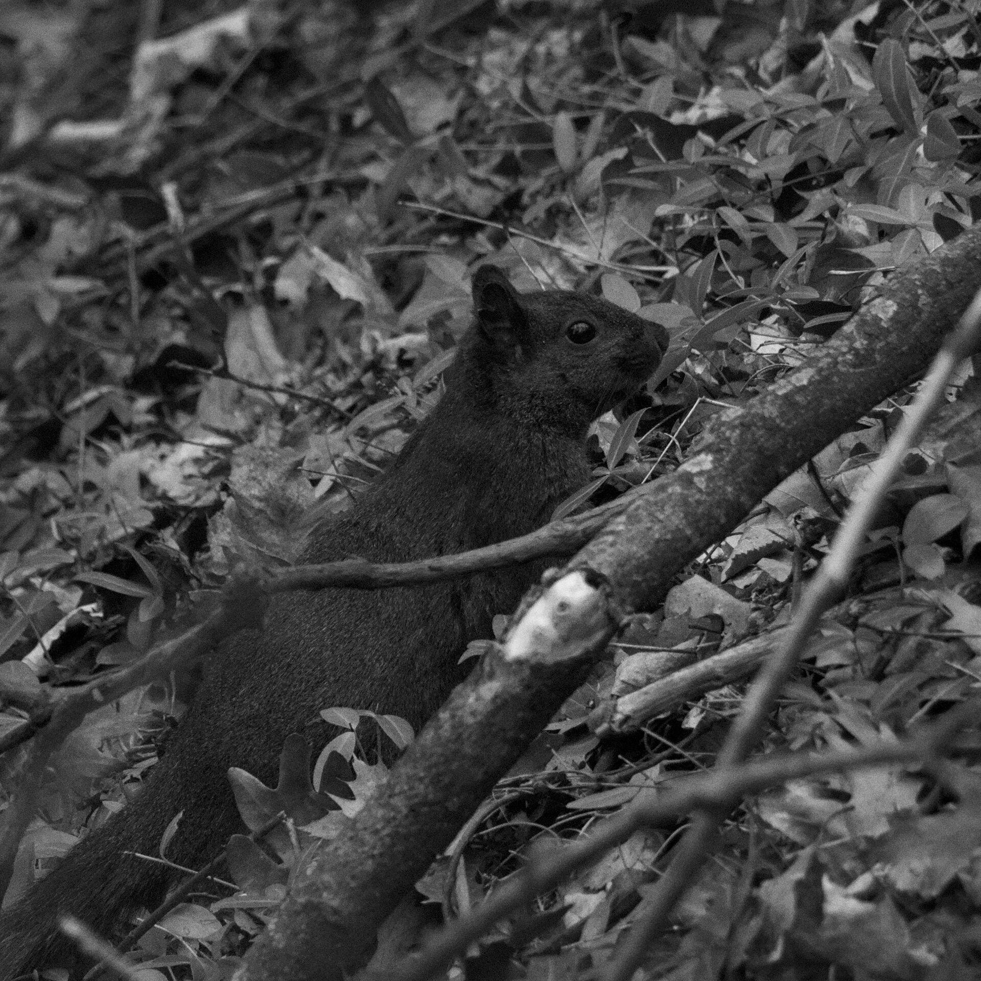 gal_monochrome-march (16).jpg