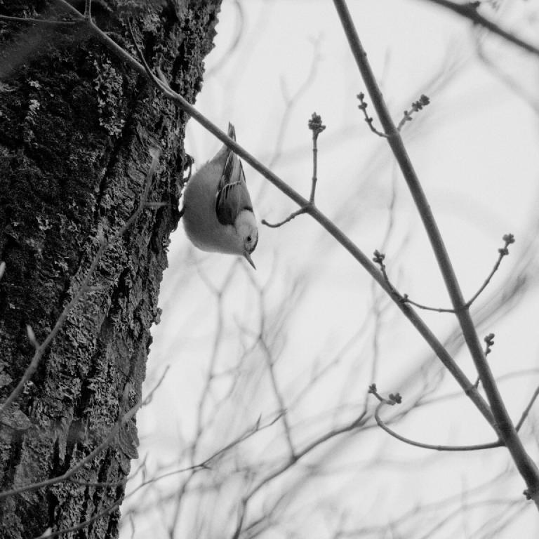 gal_monochrome-march (18).jpg