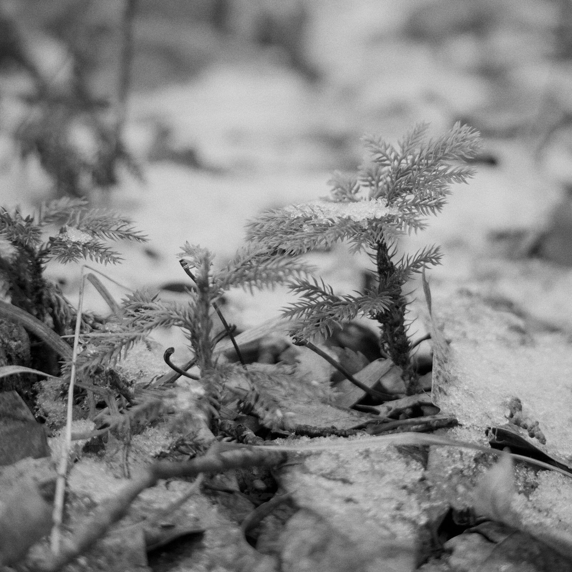 gal_monochrome-march (19).jpg