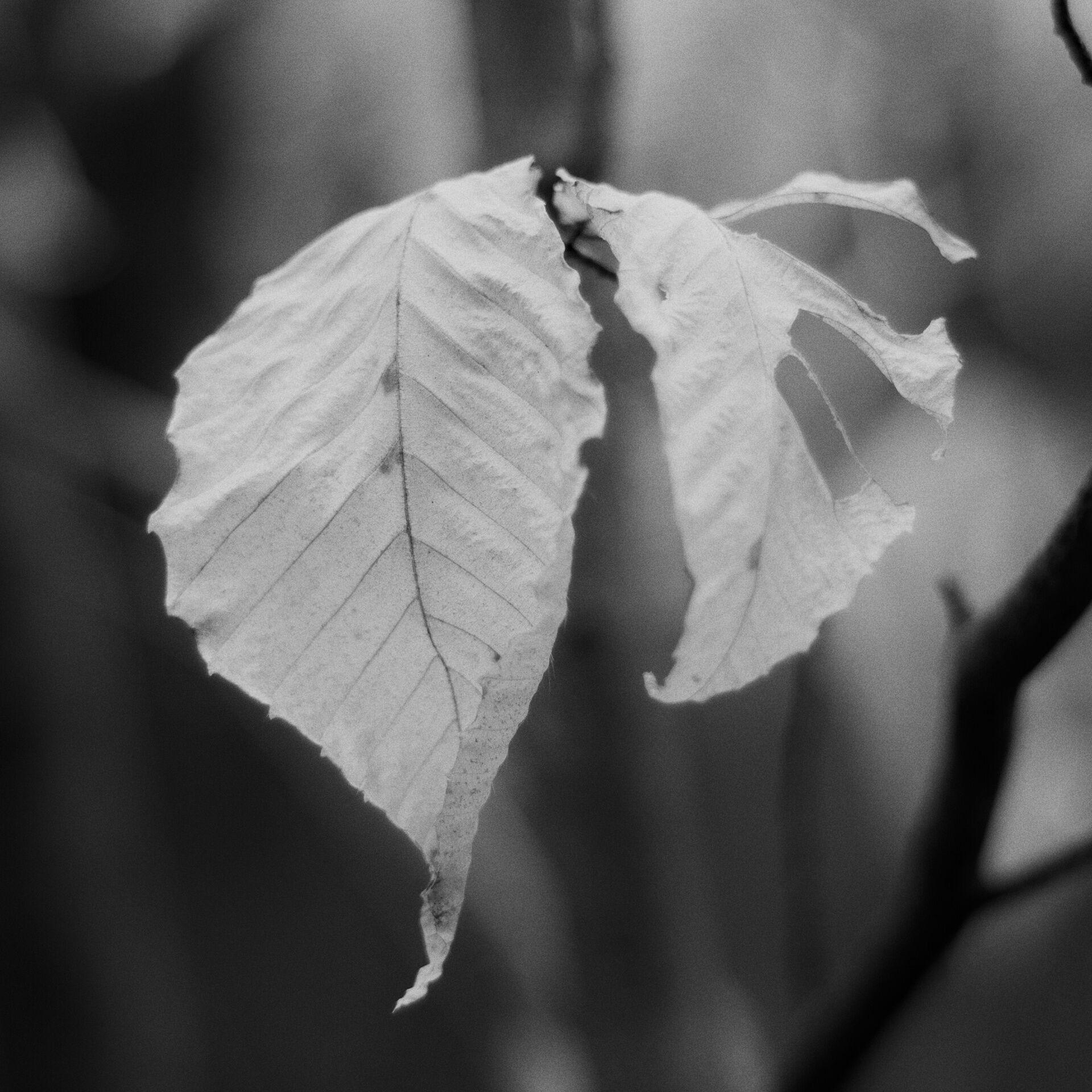 gal_monochrome-march (2).jpg