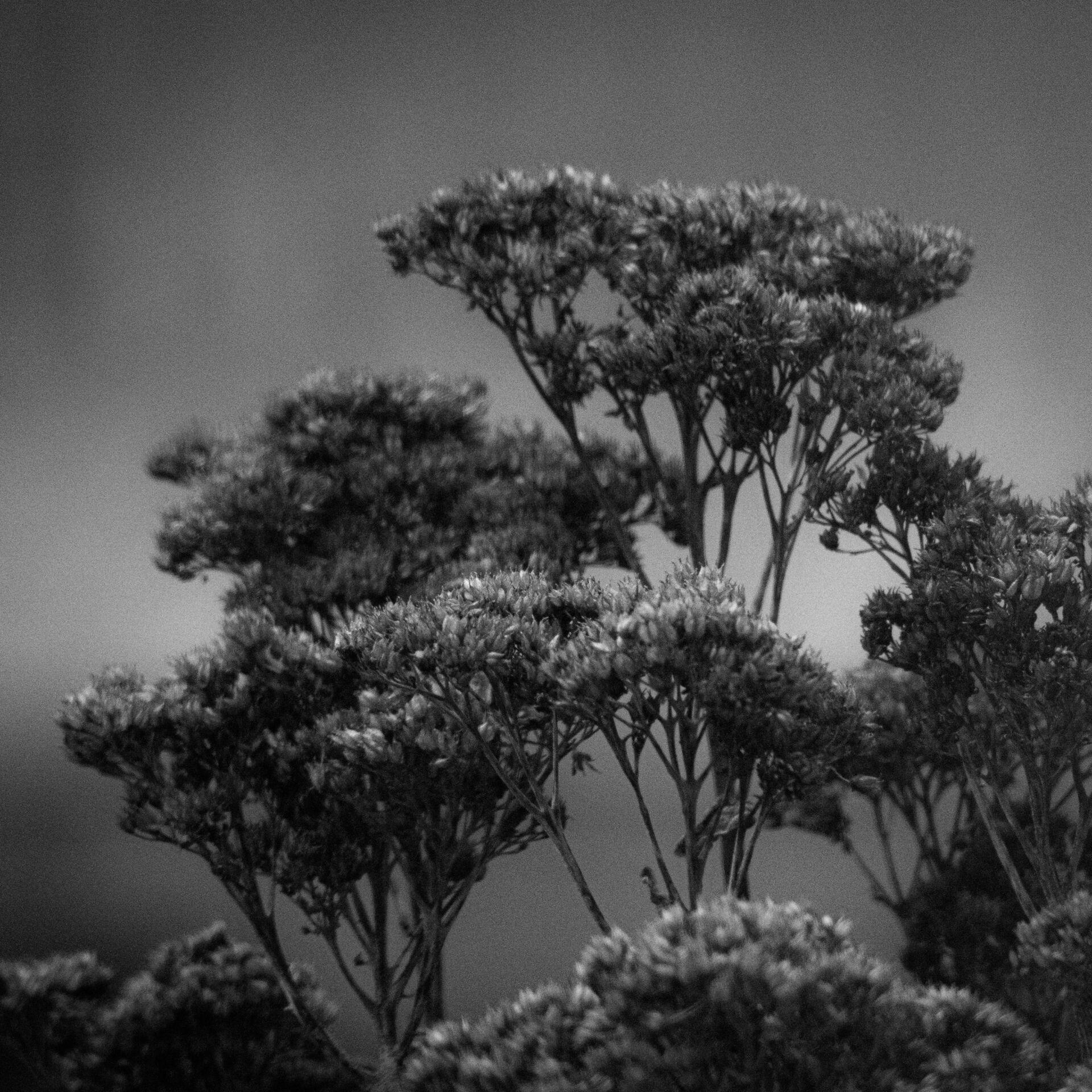 gal_monochrome-march (22).jpg