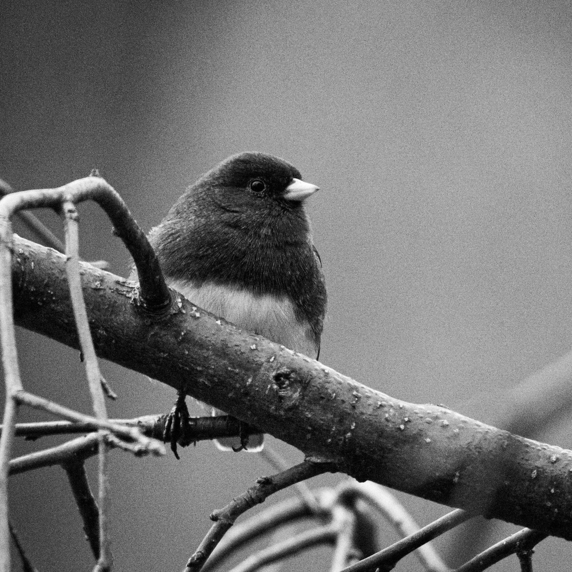 gal_monochrome-march (23).jpg