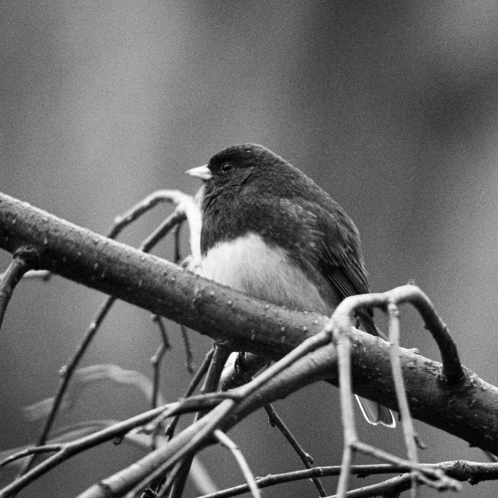 gal_monochrome-march (24).jpg