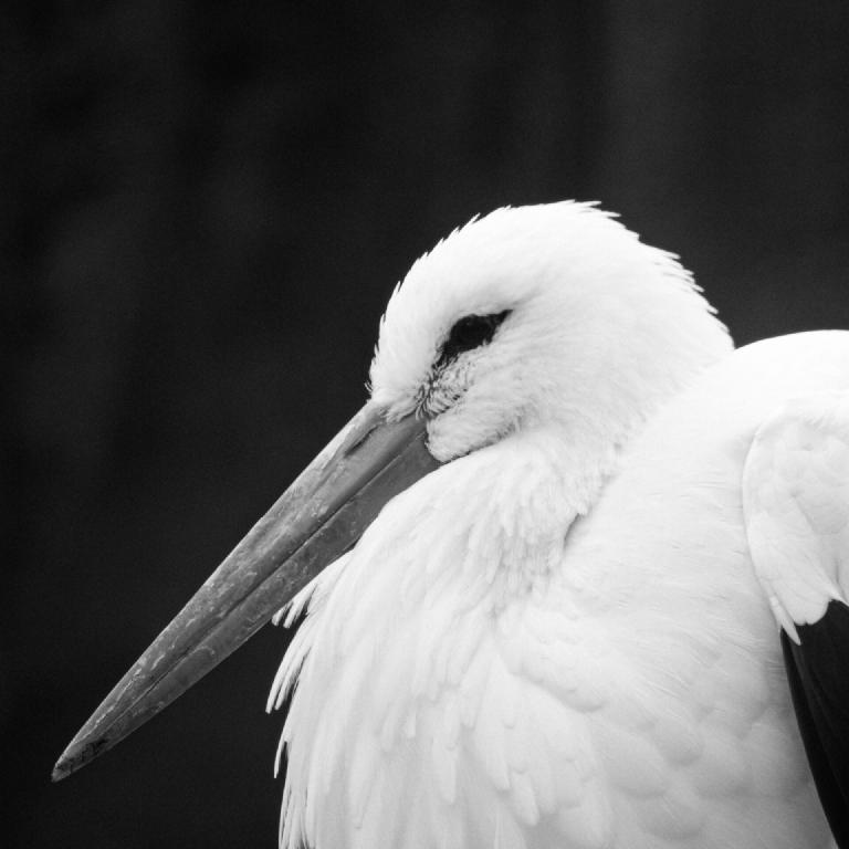 gal_monochrome-march (25).jpg