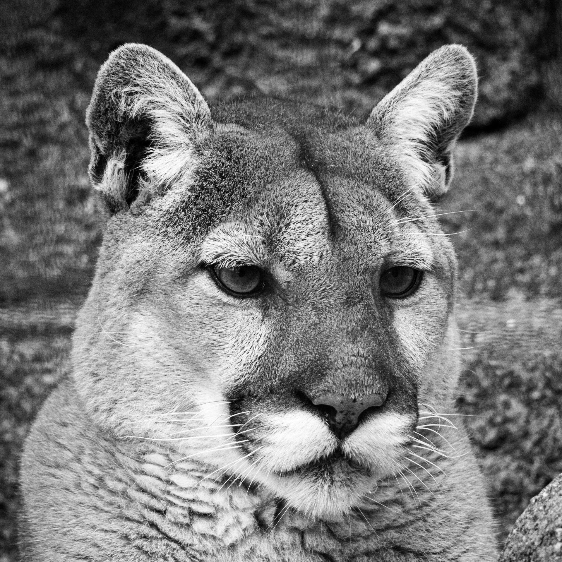 gal_monochrome-march (27).jpg