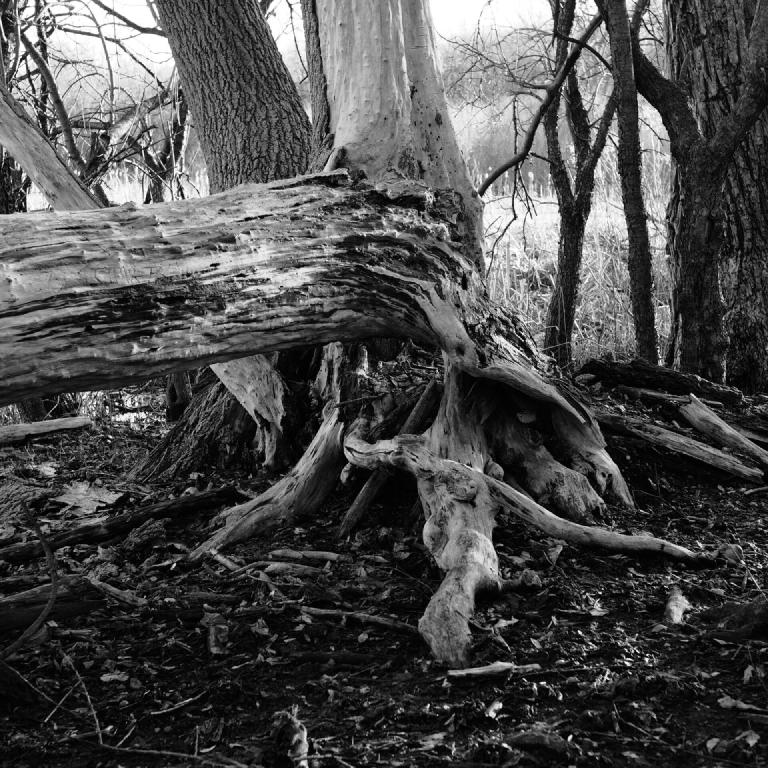 gal_monochrome-march (31).jpg