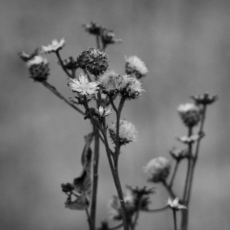 gal_monochrome-march (35).jpg