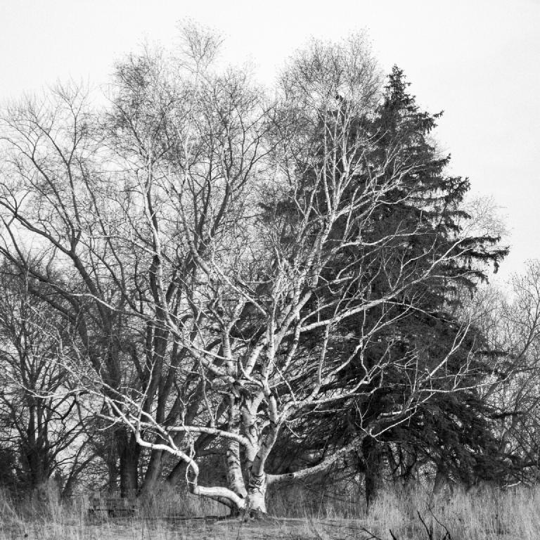 gal_monochrome-march (36).jpg