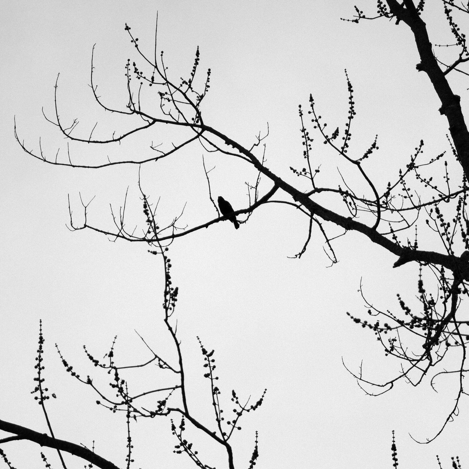 gal_monochrome-march (37).jpg