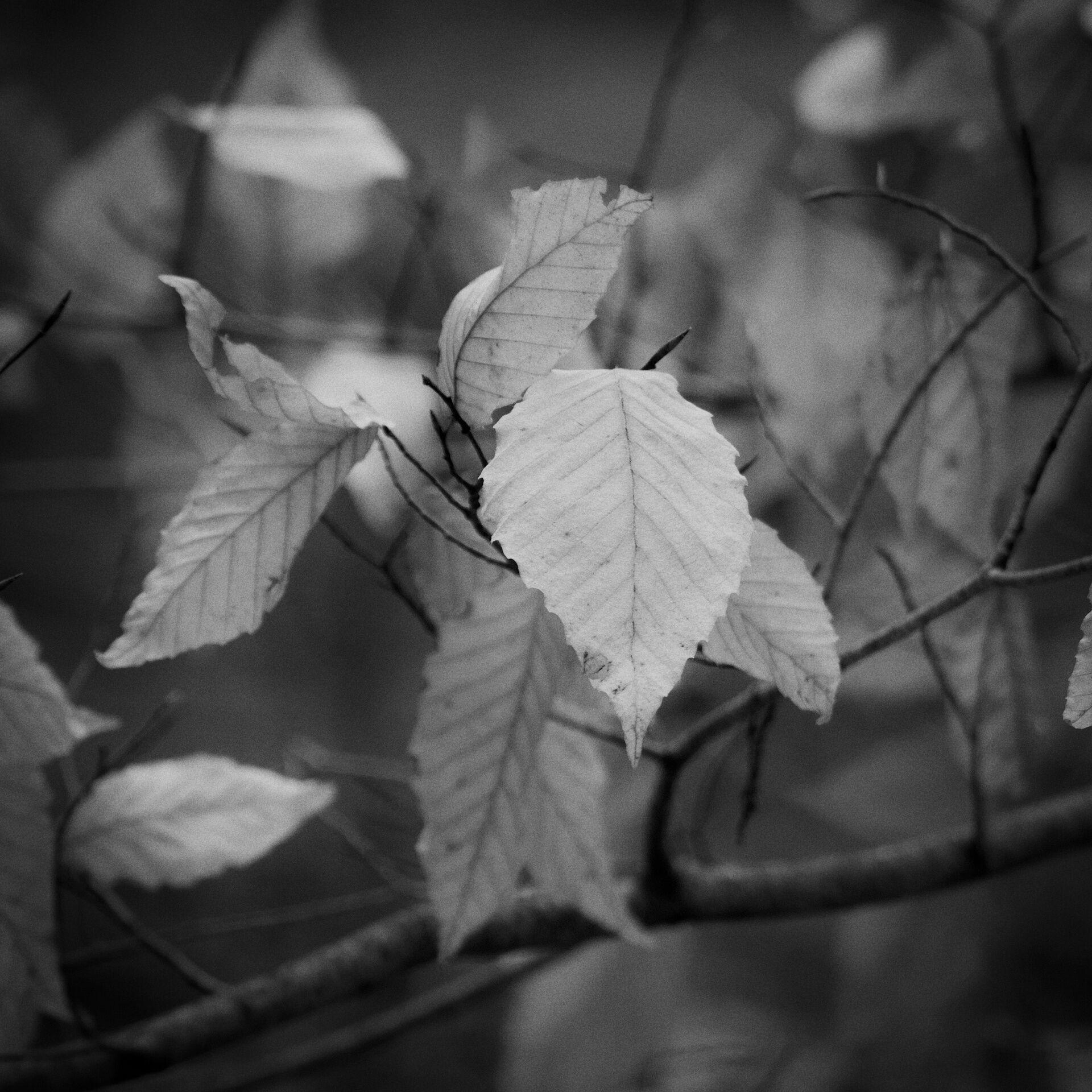 gal_monochrome-march (38).jpg