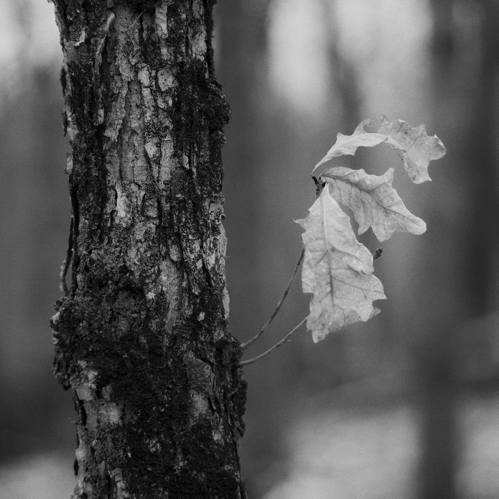 gal_monochrome-march (39).jpg