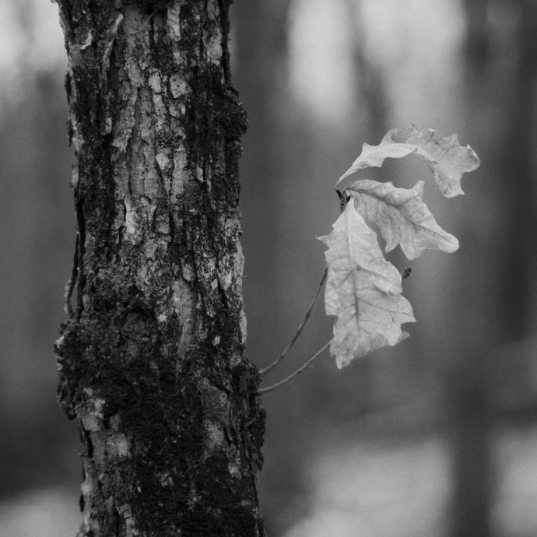 gal_monochrome-march (39).jpg