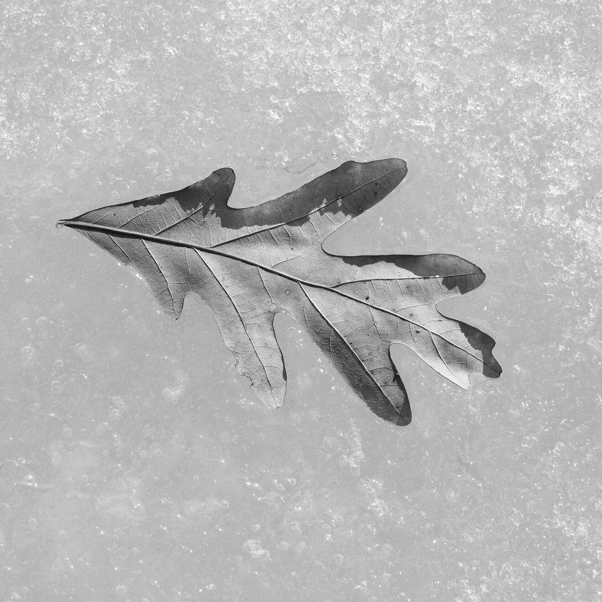 gal_monochrome-march (40).jpg