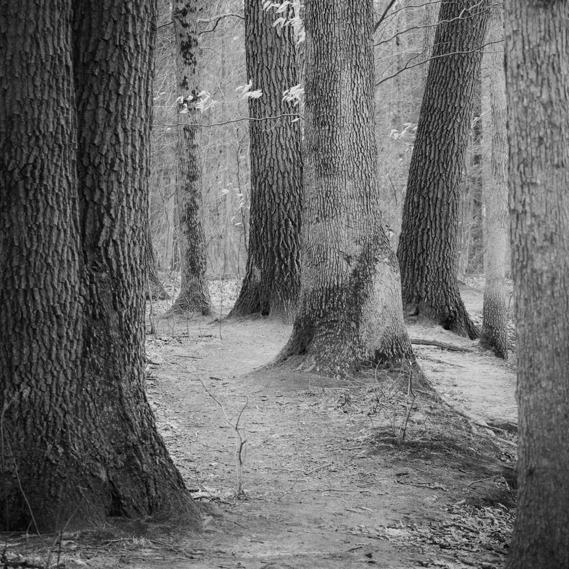 gal_monochrome-march (54).jpg