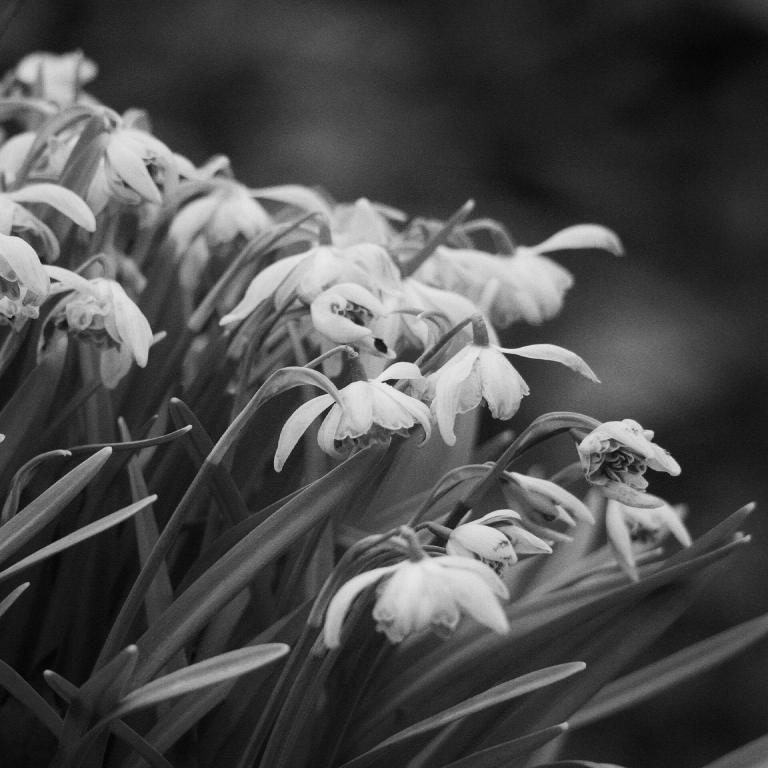 gal_monochrome-march (57).jpg