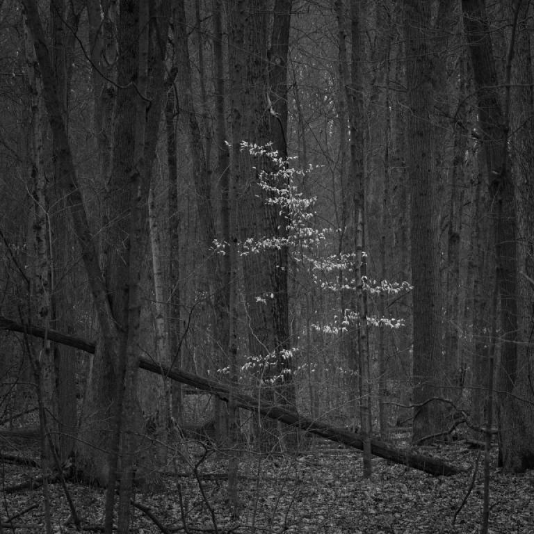 gal_monochrome-march (58).jpg