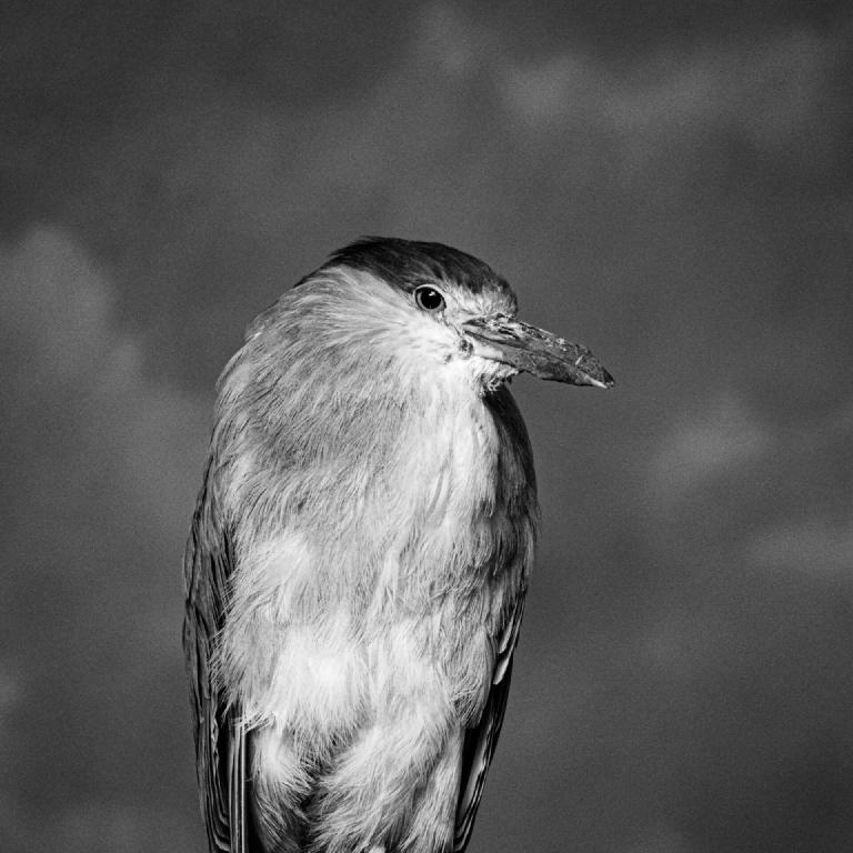 gal_monochrome-march (6).jpg