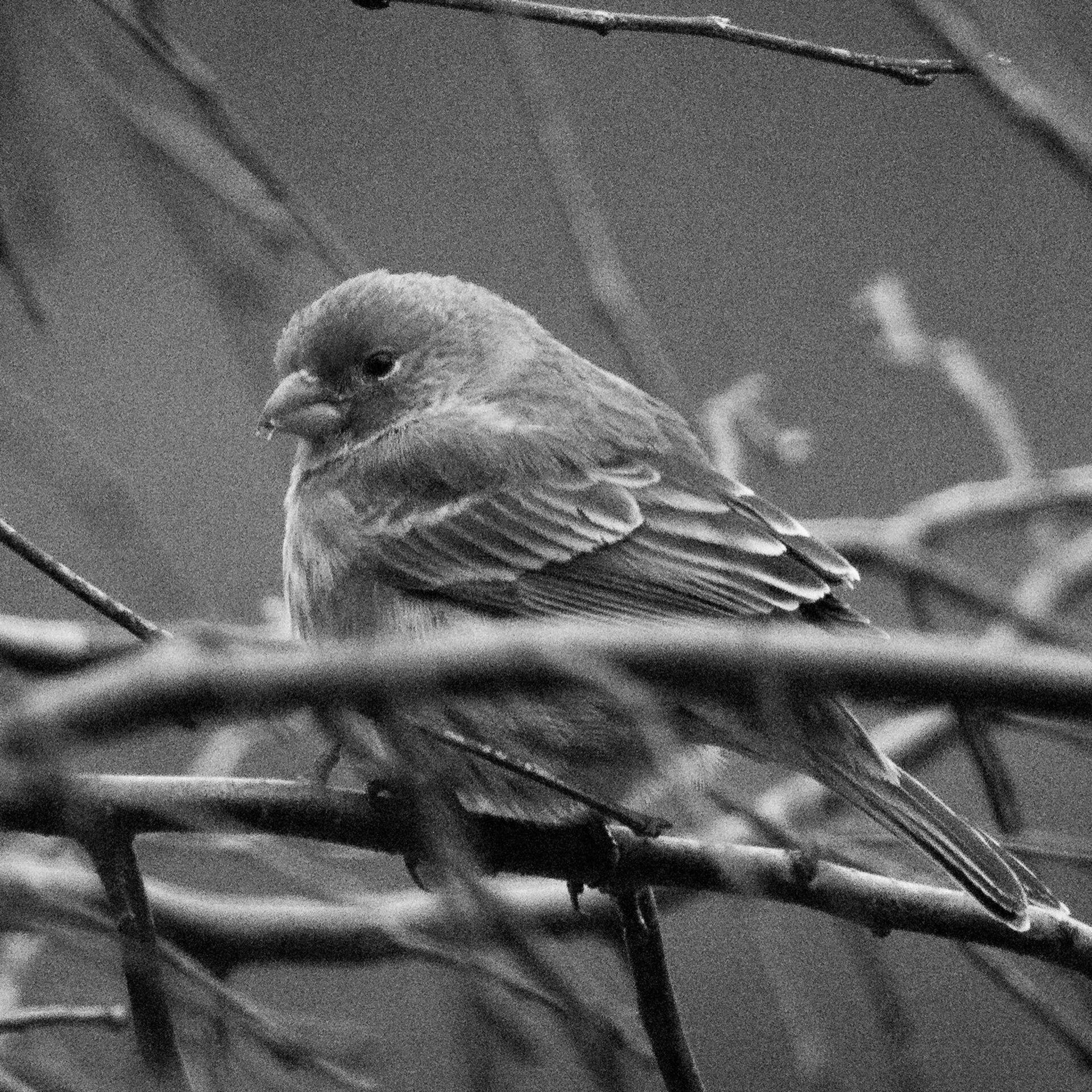 gal_monochrome-march (7).jpg