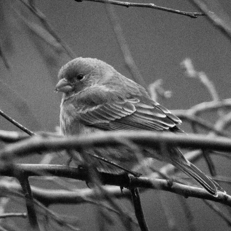 gal_monochrome-march (7).jpg