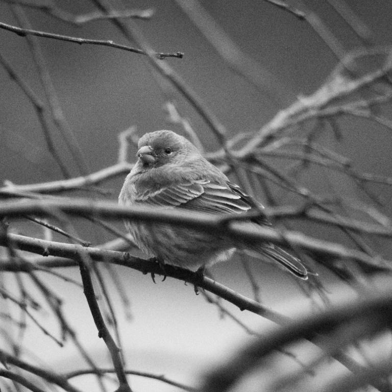 gal_monochrome-march (8).jpg