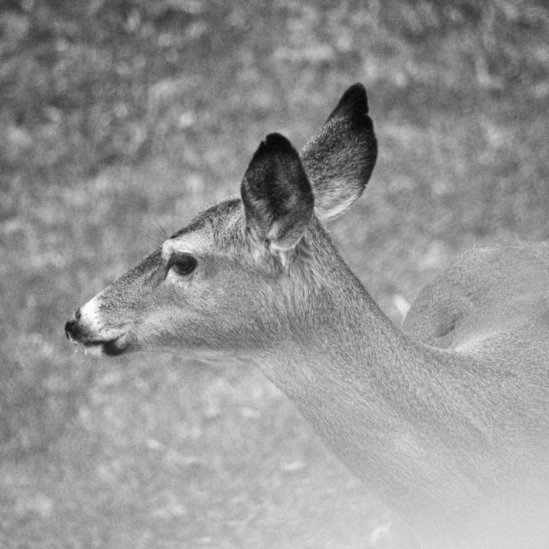 gal_monochrome-march (9).jpg