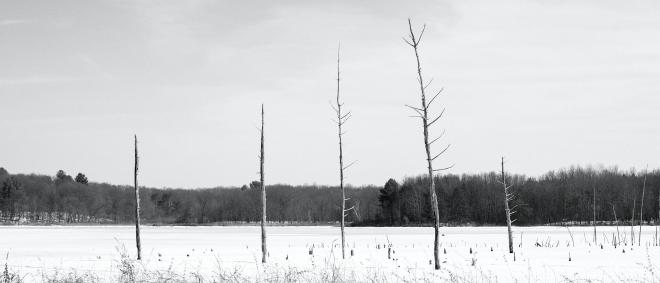 dead trees on a frozen lake dusted in snow
