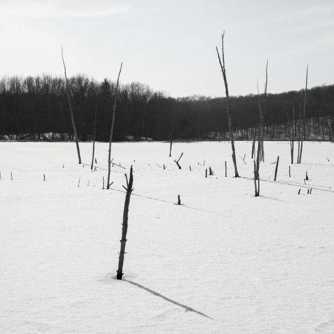 a few dead trees sticking out from a frozen lake with a dark woodland in the background